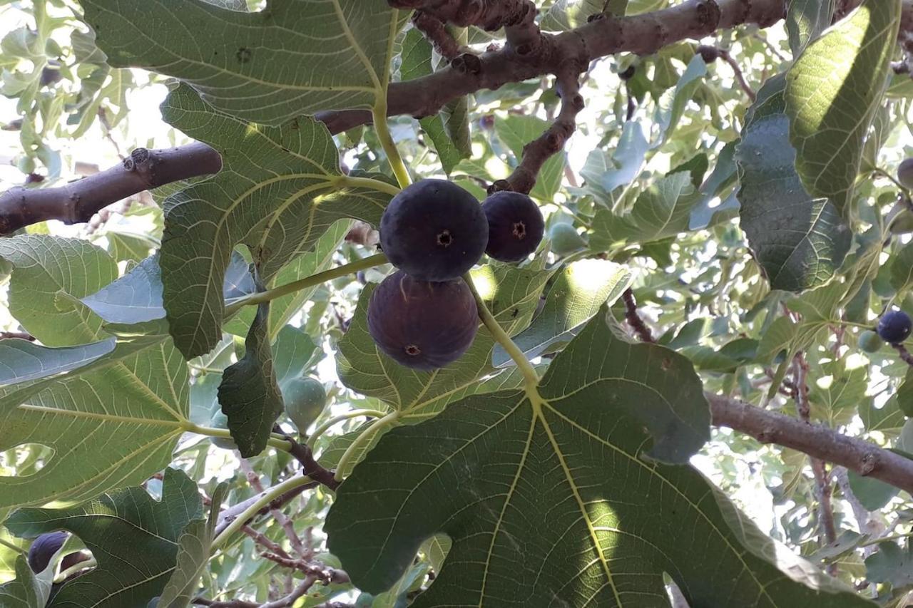 Finca Riodiel Gibraleón Екстериор снимка